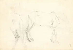 Antelope