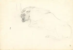 Antelope