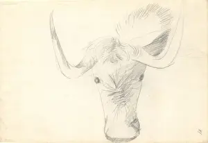 Bovidae Prints: Antelope head