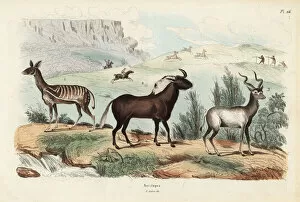Antelope Gallery: Antelope species