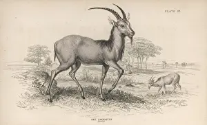 Antelope / Takhaitze / Nl