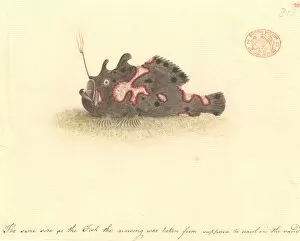 Antennarius pictus, painted frogfish