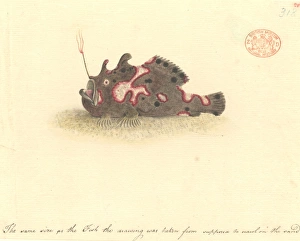 Angler Fish Gallery: Antennarius pictus, painted frogfish