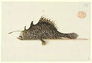 Antennarius striatus, striped anglerfish