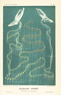 Edited Prints: Anterior nectophore species, Sulculeolaria quadrivalvis