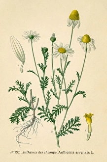 Anthemis Gallery: Anthemis Arvensis