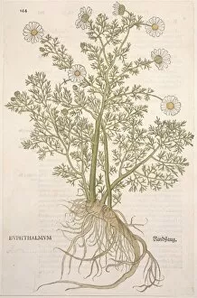 Anthemis Gallery: Anthemis cotula, mayweed chamomile