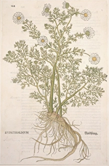 Anthemis Gallery: Anthemis cotula, mayweed chamomile