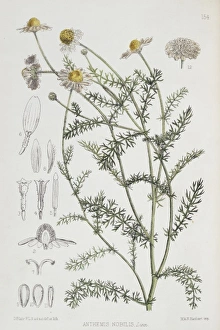 Anthemis Gallery: Anthemis nobilis, chamomile