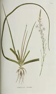 Asparagales Prints: Anthericum ciliatum