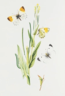 Larvae Collection: Anthocharis cardamines, orange tip