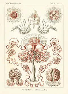 Adolf Collection: Anthomedusae plantonic medusa