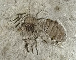 Abdomen Gallery: Anthophorites titania, fossil bee