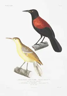 Anthornis melanura, New Zealand bellbird