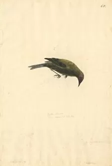 Bellbird Collection: Anthornis melanura, New Zealand bellbird