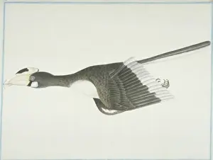 Anthracoceros albirostris convexus, Oriental pied hornbill