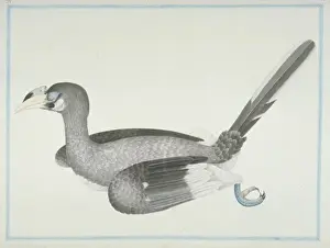 Loten Prints: Anthracoceros albirostris convexus, Oriental pied hornbill