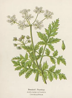 Anthriscus Gallery: Anthriscus Sylvestris