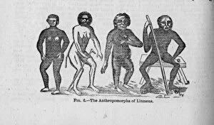 The Anthropomorpha of Linnaeus