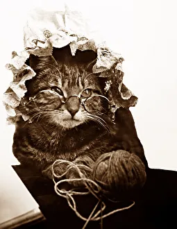 Anthropomorphic cat