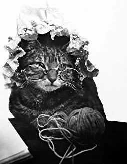 Anthropomorphism Collection: An anthropomorphic cat knitting, Victorian period