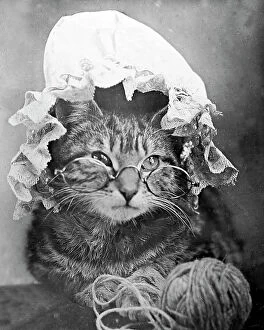 Kitten Collection: Anthropomorphic cat, Victorian period