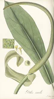 Barbados Prints: Anthurium acaule