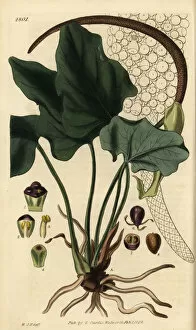 Anthurium Collection: Anthurium macrophyllum
