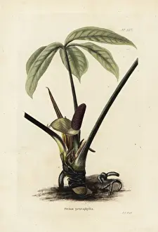 Anthurium palmatum