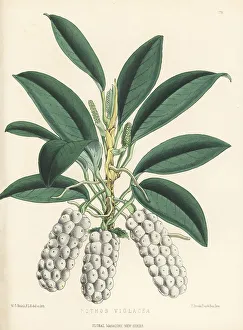 Anthurium scandens subsp. scandens