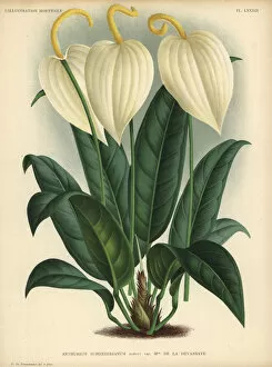 Anthurium Collection: Anthurium scherzerianum or flamingo flower