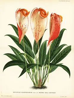 Bertrand Prints: Anthurium scherzerianum, Madame Emile Bertrand variety