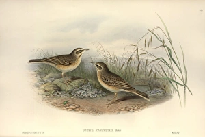 Anthus Gallery: Anthus campestris, tawny pipit