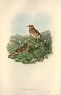 Anthus Gallery: Anthus cervinus, red-throated pipit