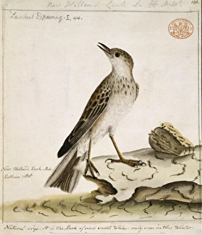 New Zealand Gallery: Anthus novaeseelandiae, New Zealand pipit