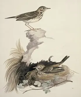 Anthus pratensis, meadow pipit