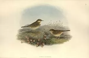 Anthus Gallery: Anthus pratensis, meadow pipit