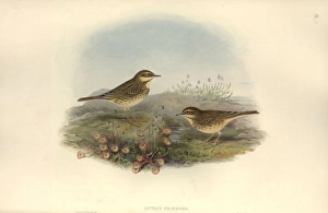 Anthus Gallery: Anthus pratensis, meadow pipit