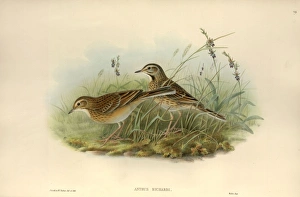 Anthus Gallery: Anthus richardii, Richards pipit