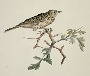 Macgillivray Collection: Anthus sp. pipit