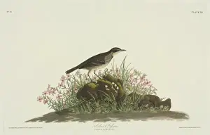 Anthus spinoletta, water pipit