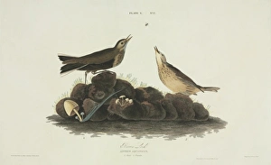 Anthus Gallery: Anthus spinoletta, water pipit