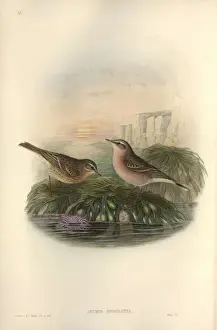 Anthus spinoletta, water pipit