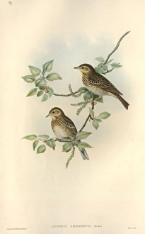 Anthus Gallery: Anthus trivialis, tree pipit