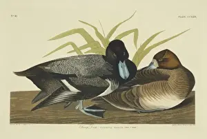 Anseriformes Prints: Anthya marila, greater scaup