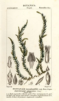 Dizionario Gallery: Antifever fontinalis moss, Fontinalis antipyretica