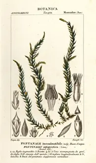 Stanghi Prints: Antifever fontinalis moss, Fontinalis antipyretica
