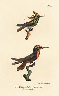Oeuvres Collection: Antillean crested hummingbird and ruby-topaz hummingbird