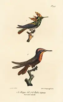 Completes Prints: Antillean crested hummingbird and ruby-topaz hummingbird