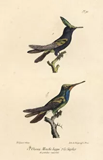 Oeuvres Collection: Antillean crested hummingbird and sapphire-throated